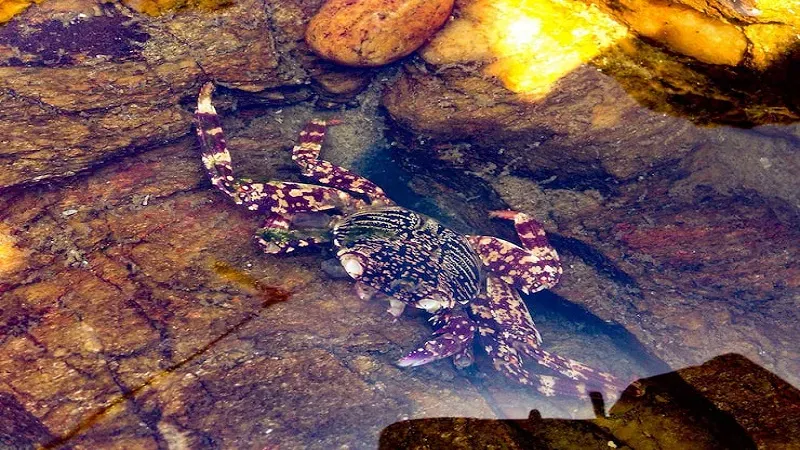 Bældedyr: The Fascinating World of Tardigrades